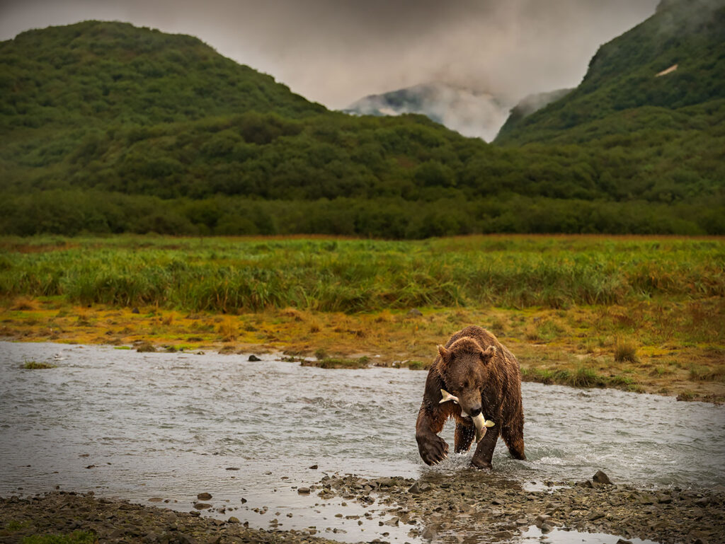 Bearscape, Geographic Harbor, Alaska
