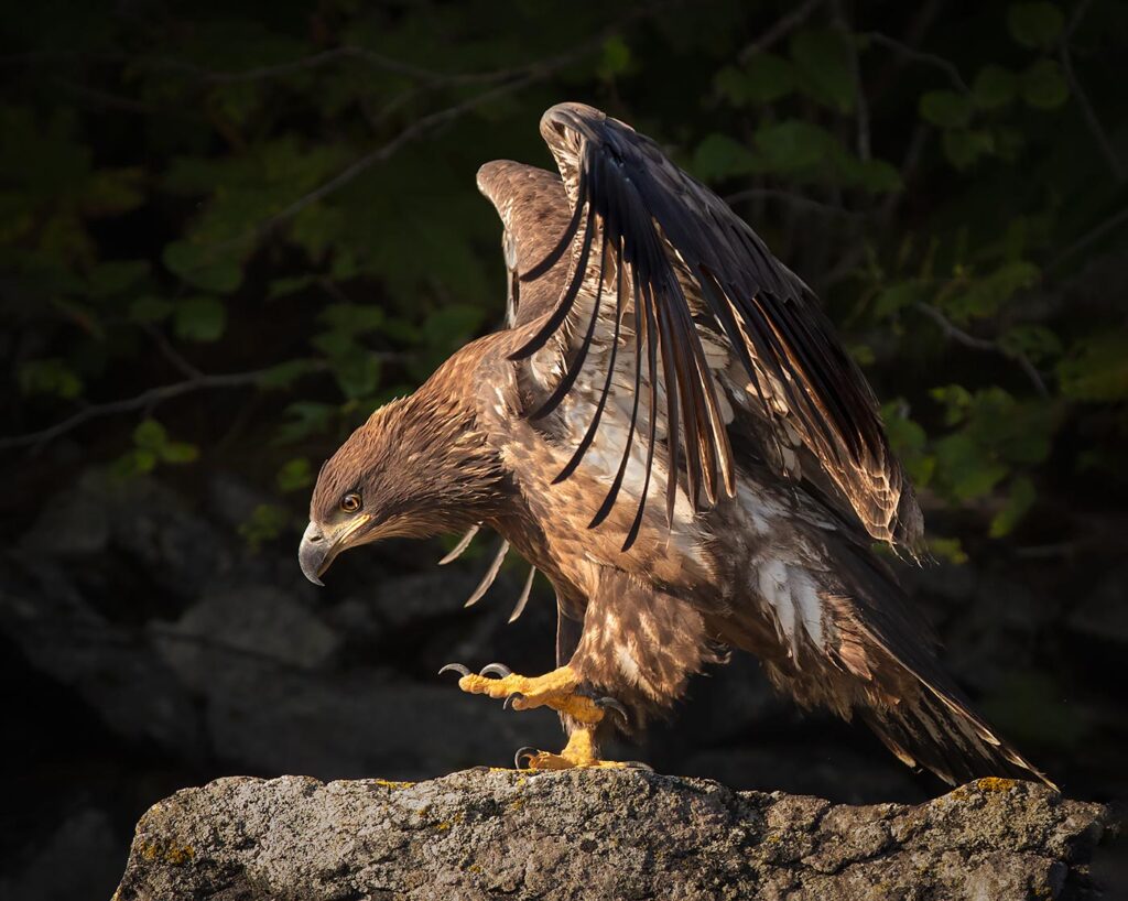 Young Bald Eagle, Geographic Harbor, Alaska