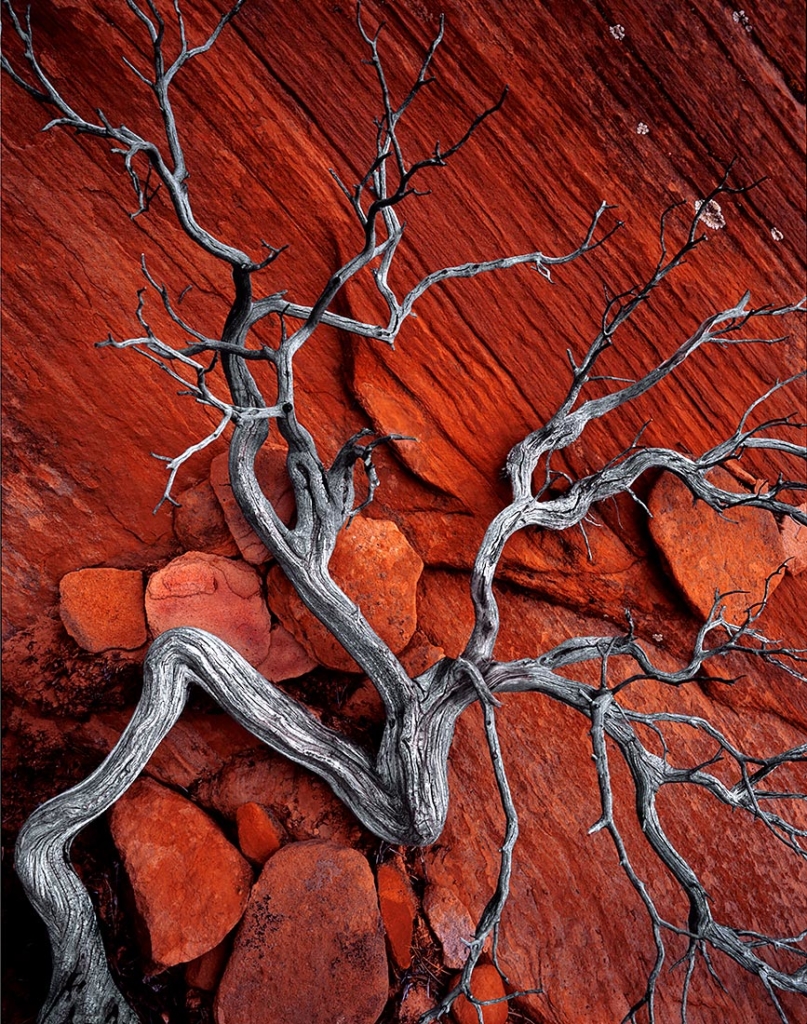 Not a Survivor, Zion National Park, Utah