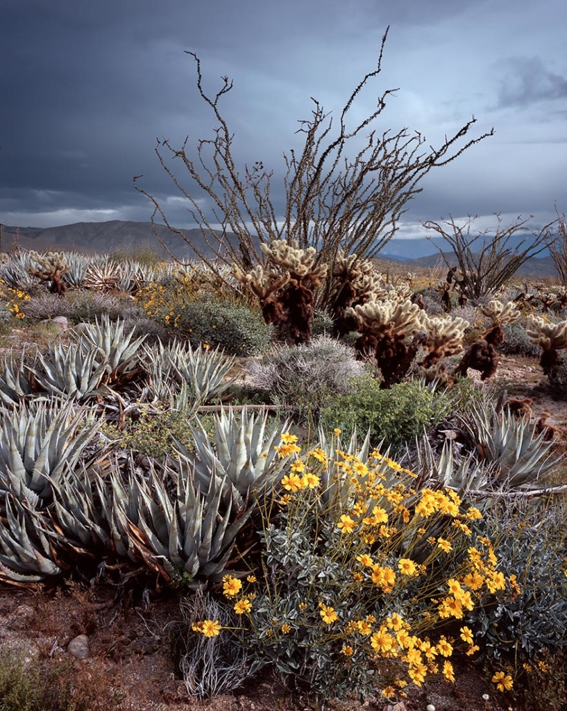 Anza Borrego Desert, CA