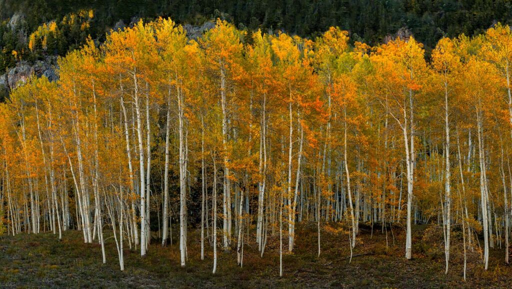 Fall near Telluride, Colorado