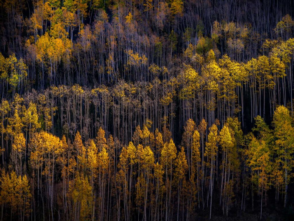 Aspen near Navajo Lake, Utah