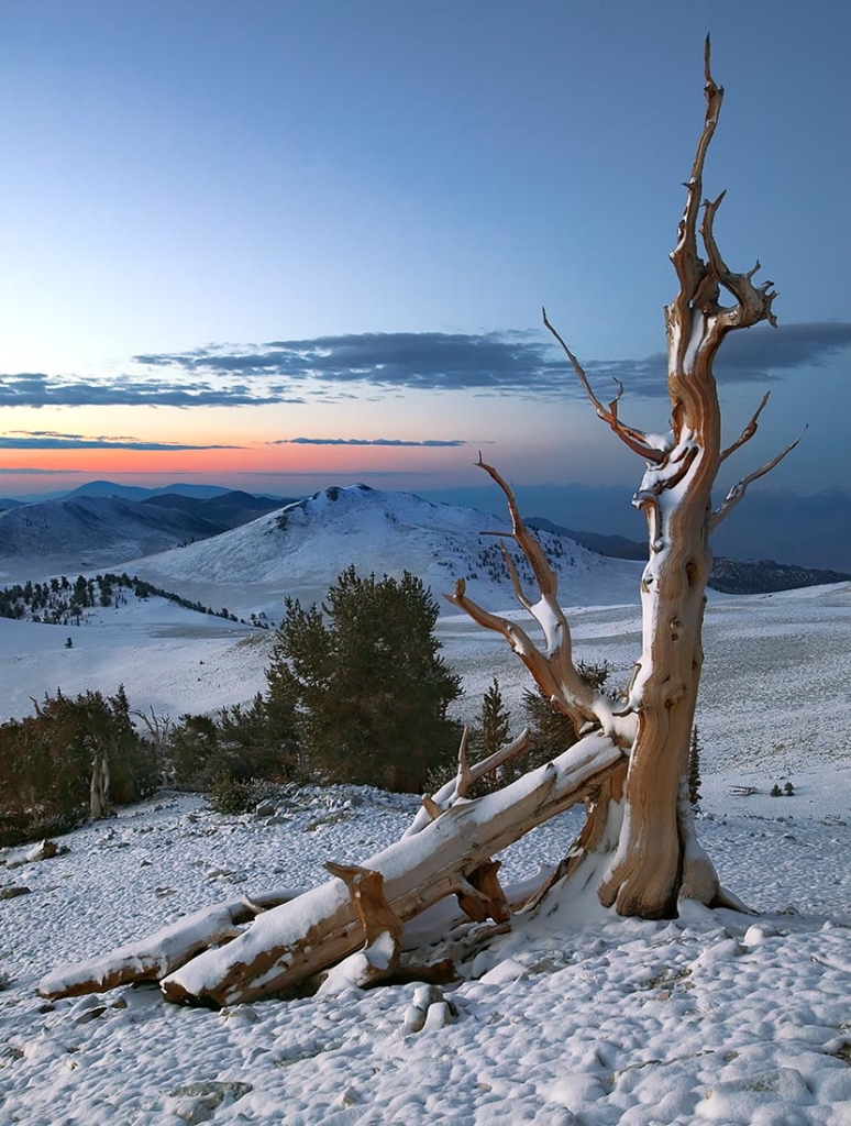 The Ghost Forest, White Mtns, CA