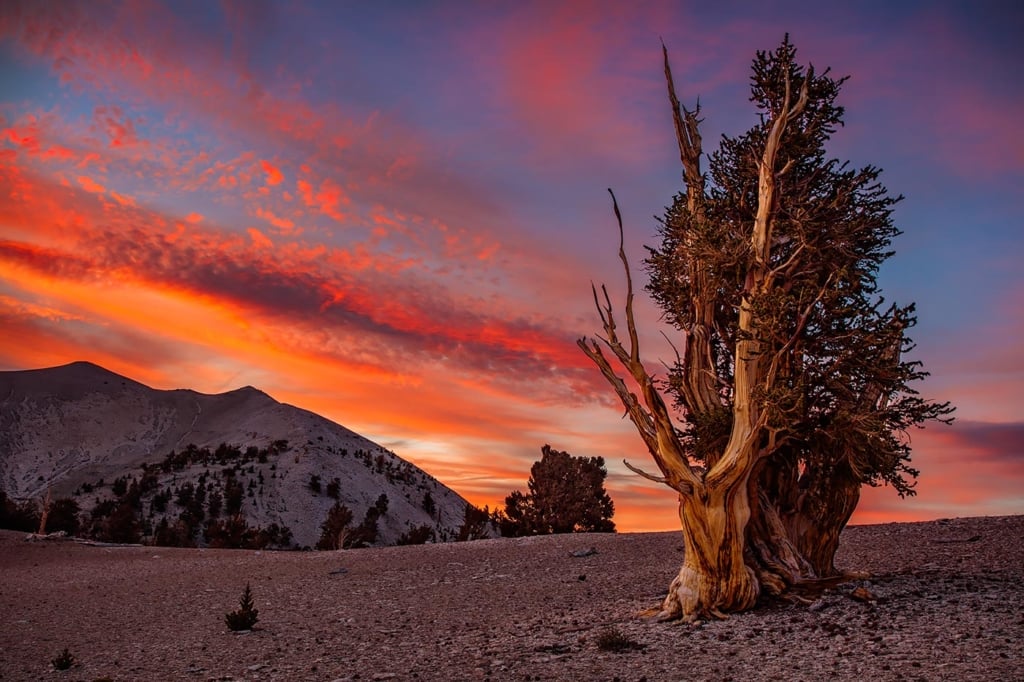 Bristlecone Pine Sunset, White Mtns, CA