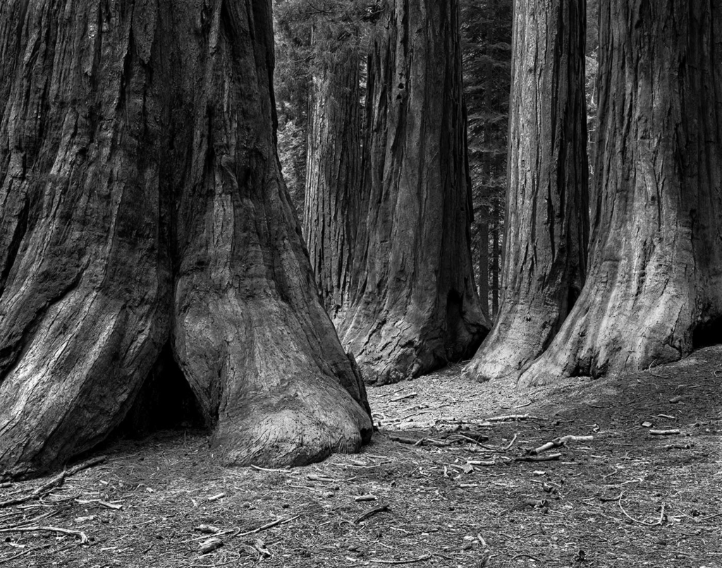 Mariposa Grove, Sierra Nevada, CA