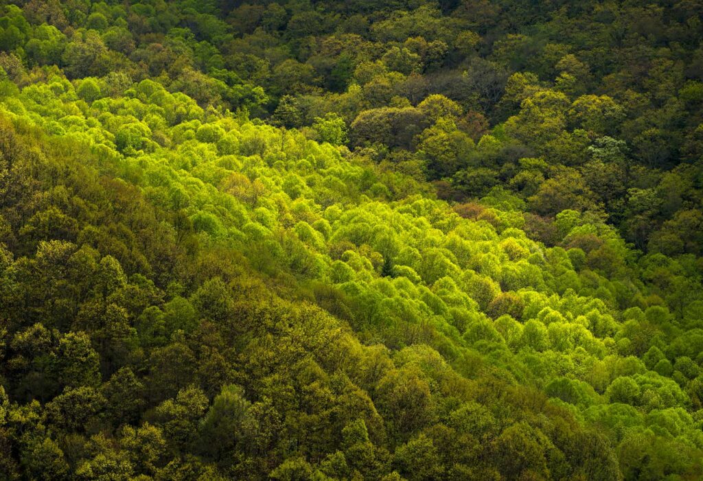 Along the Blue Ridge Parkway, NC