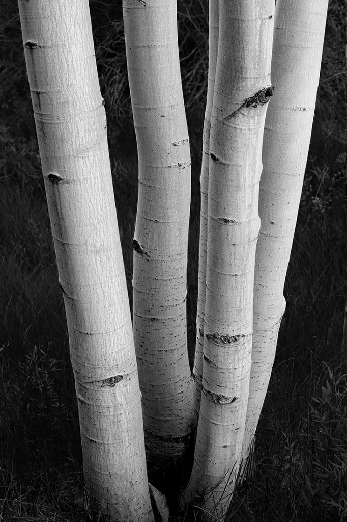 Nuclear Family Aspen, White Mtns, CA
