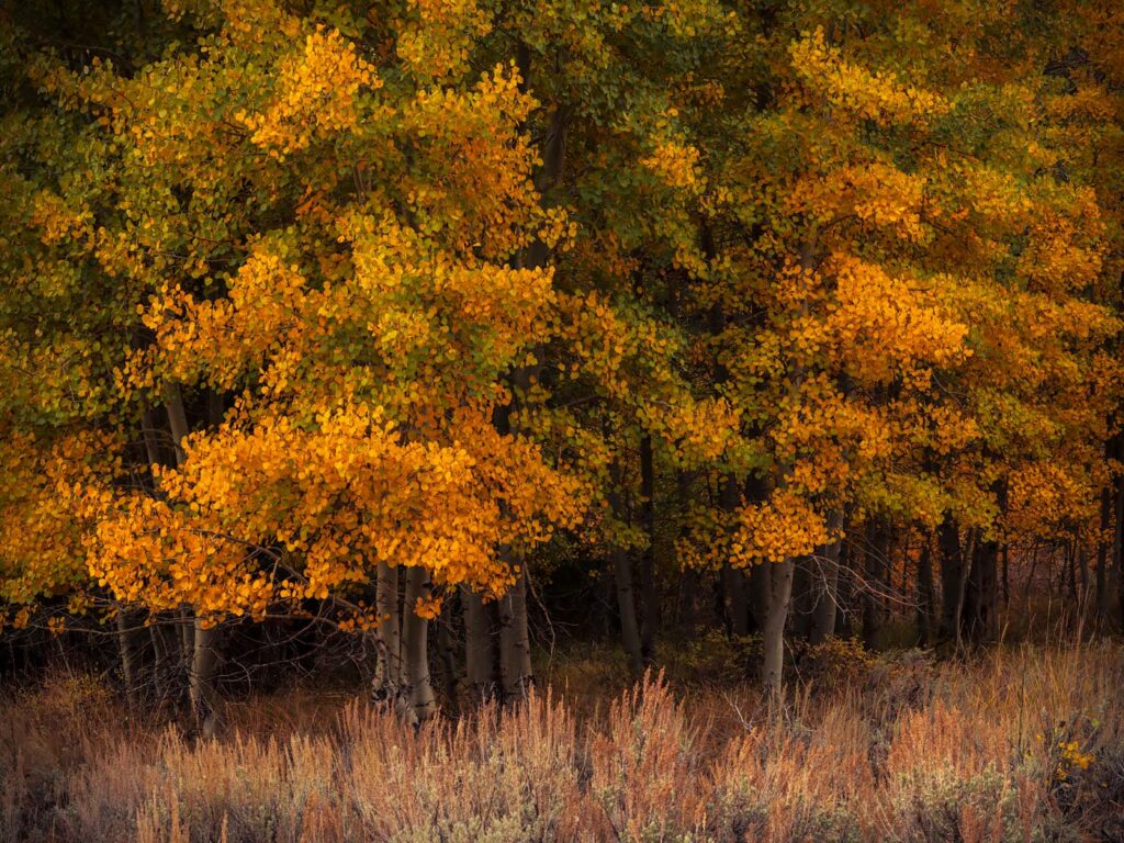 Easter Sierra Autumn, CA