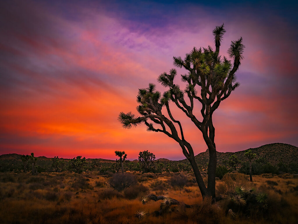 Joshua Tree Glow