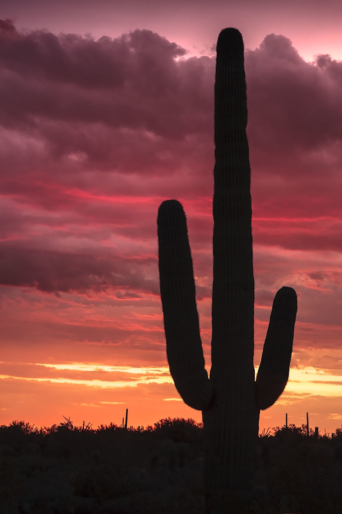 Saguaro Sunset, Arizona