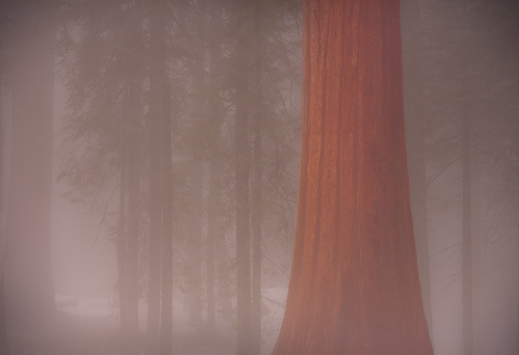 Giant Sequoia, Sierra Nevada, CA