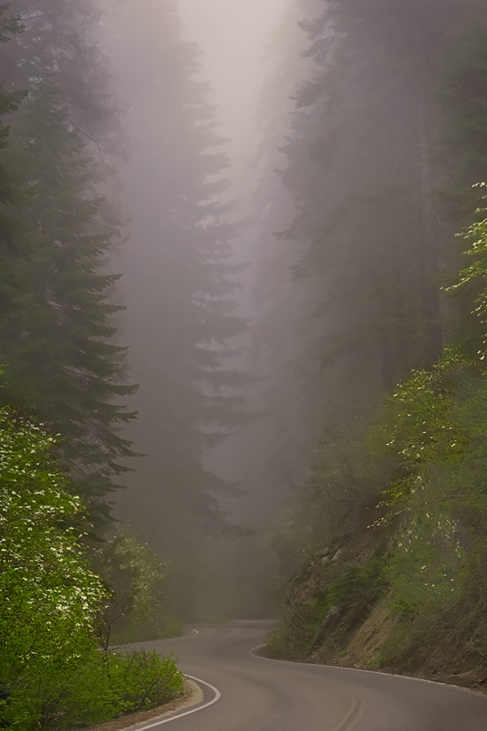 Dogwoods, Sierra Nevada, CA