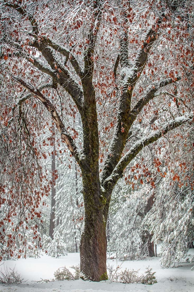 Yosemite Winter Tree