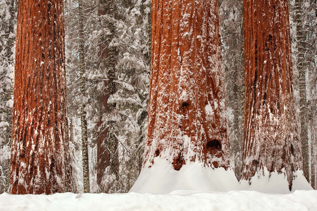 Snowy Giant Sequoia, Sierra Nevada, CA