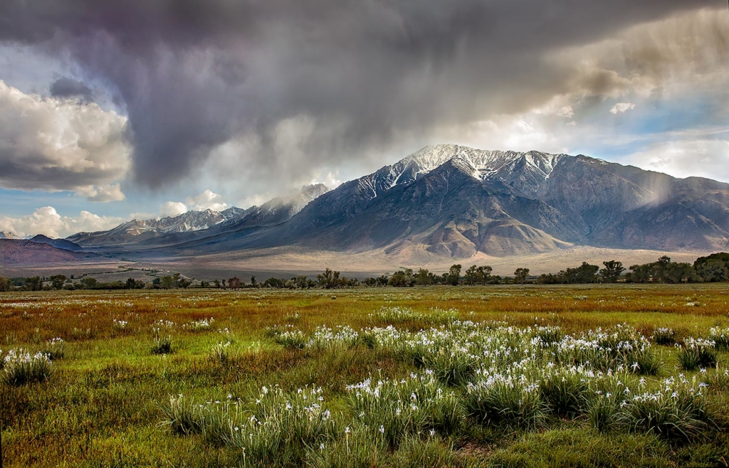 Wild Iris Fields, Round Valley, CA