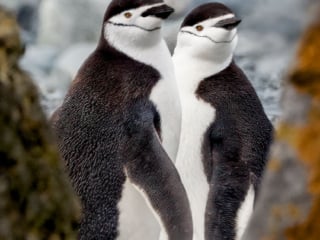 Two Chinstrap Penguins, Antarctica.