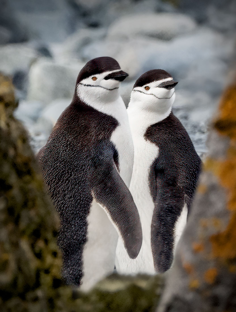 Two Chinstrap Penguins, Antarctica.