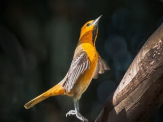 Bullock's Oriole