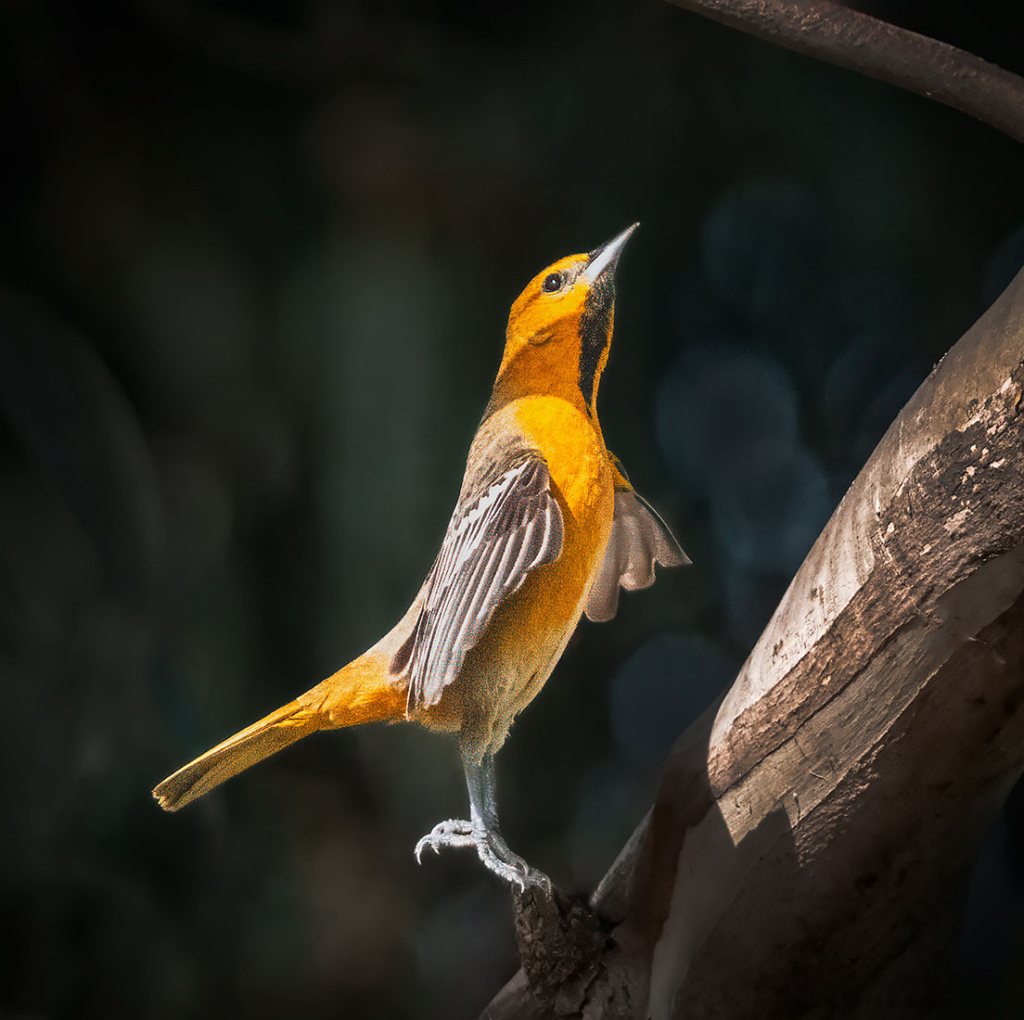Bullock's Oriole