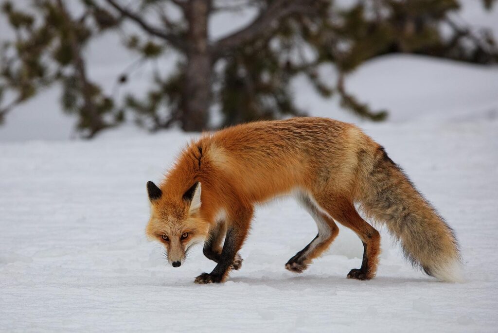 Red Fox, Yellowstone NP