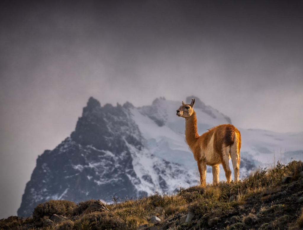 Guanaco, Chile.