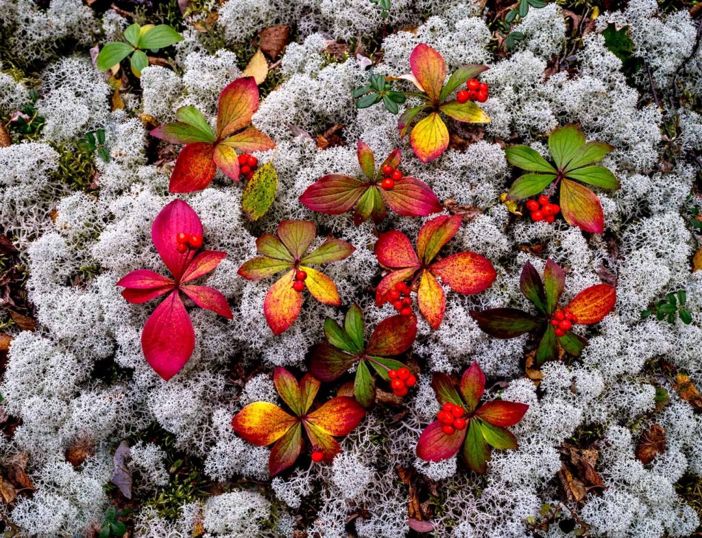 Tundra, Yukon Territory, Canada