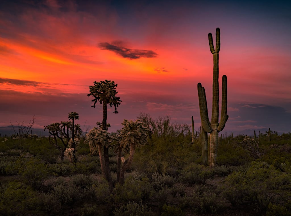 Suguaro Sunrise, Arizona