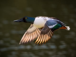 Northern Shoveler, California