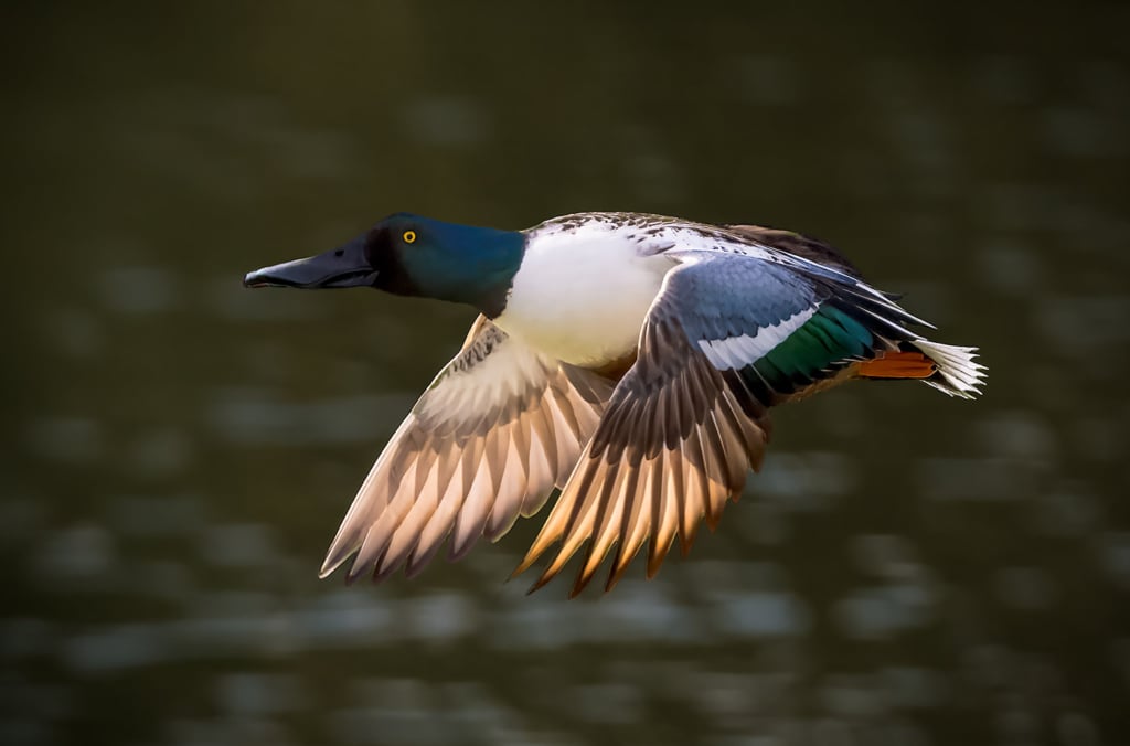 Northern Shoveler, California