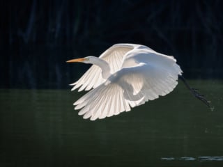 Great Egret, Santa Barbara, CA