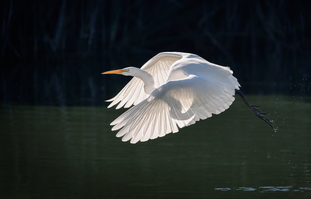 Great Egret, Santa Barbara, CA