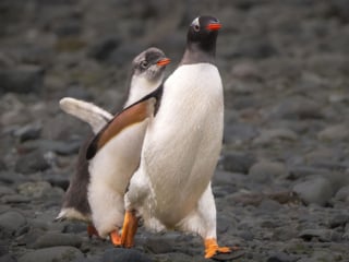 Mother and chick Gentoo Penguin, Antartica