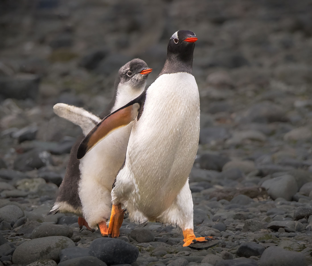 Mother and chick Gentoo Penguin, Antartica