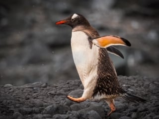 Gentoo Penguin in a hurry