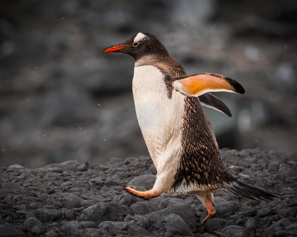 Gentoo Penguin in a hurry