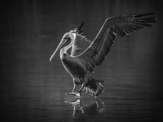 Pelican Touchdown, California