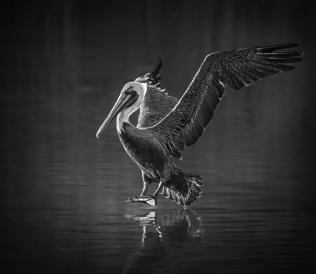 Pelican Touchdown, California