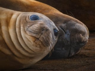 Fur Seal, Antarctica
