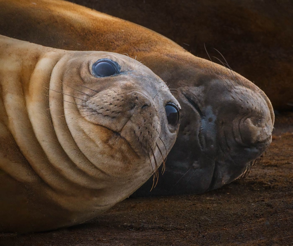 Fur Seal, Antarctica