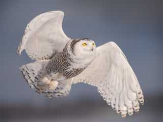 Snowy Owl, Canada