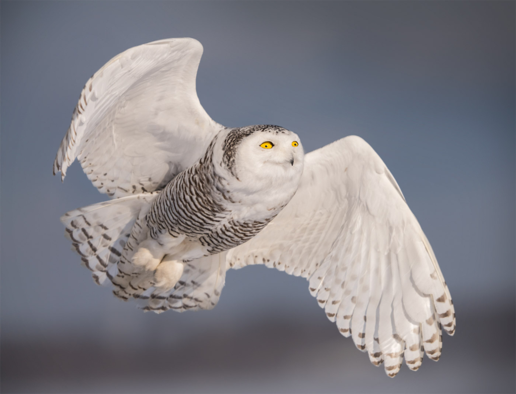 Snowy Owl, Canada