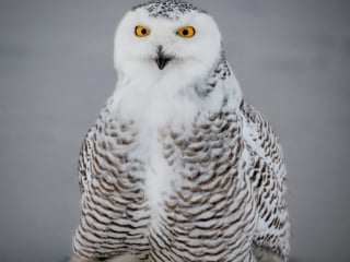 Another Snowie