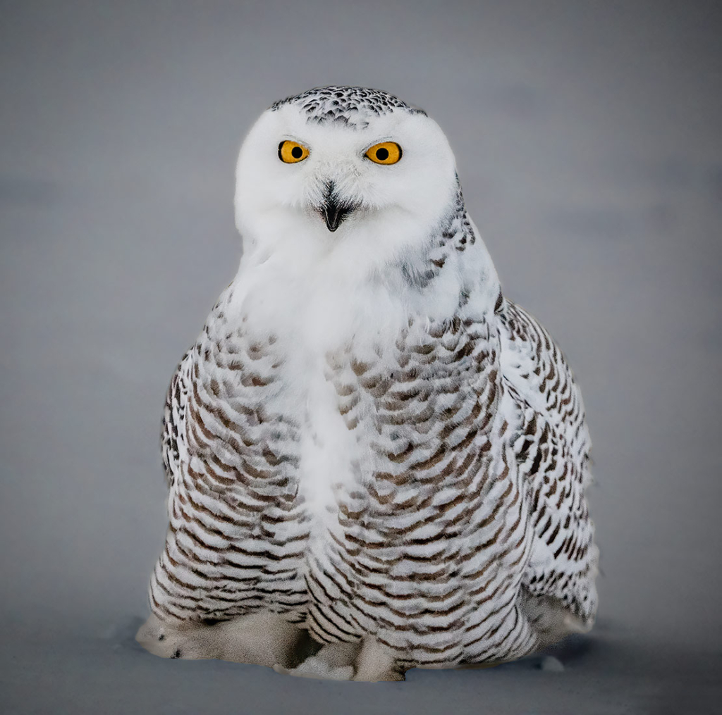 Another Snowie