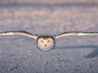 Snowy Owl Approaching