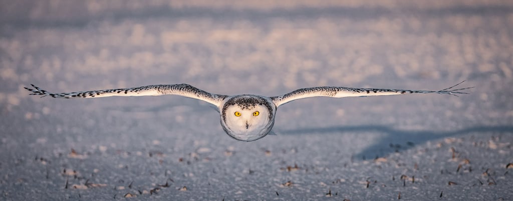 Snowy Owl Approaching