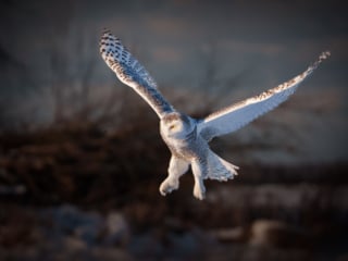 Snowy Owl, Ontario, Canada