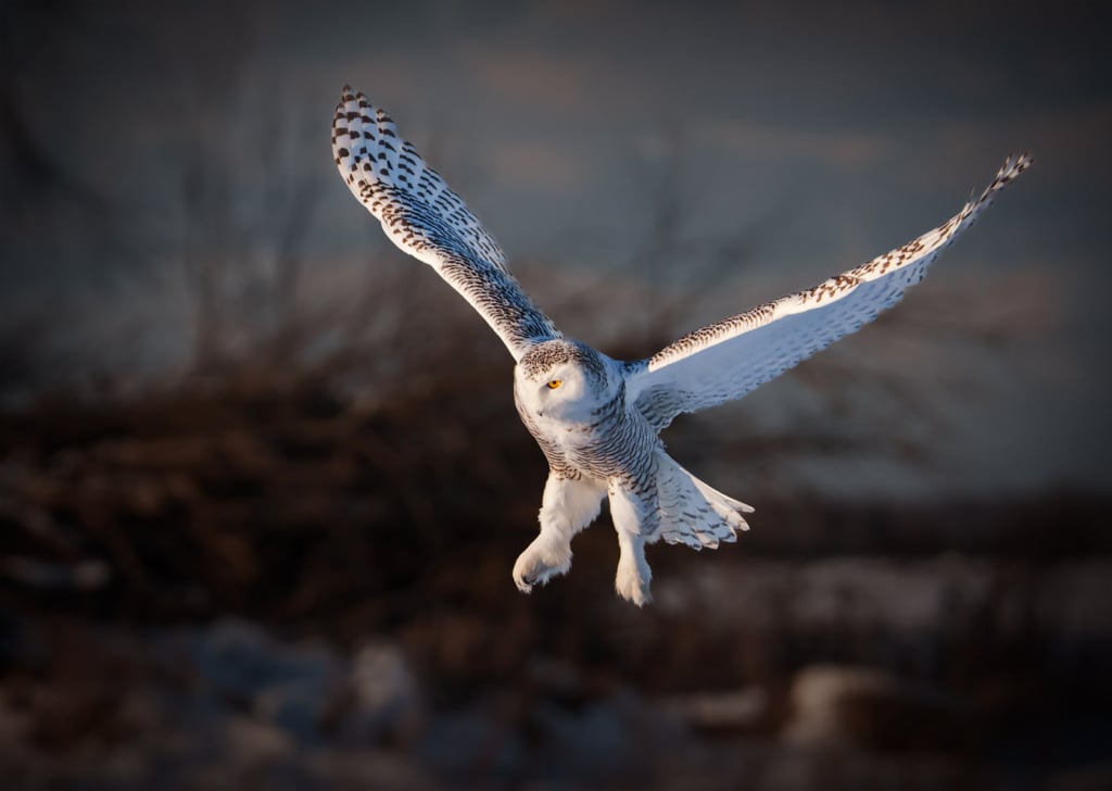 Snowy Owl, Ontario, Canada