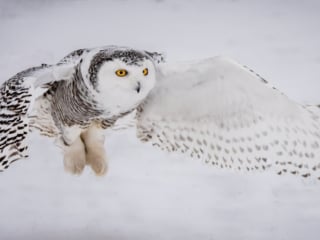 Snowy Owl, Canada
