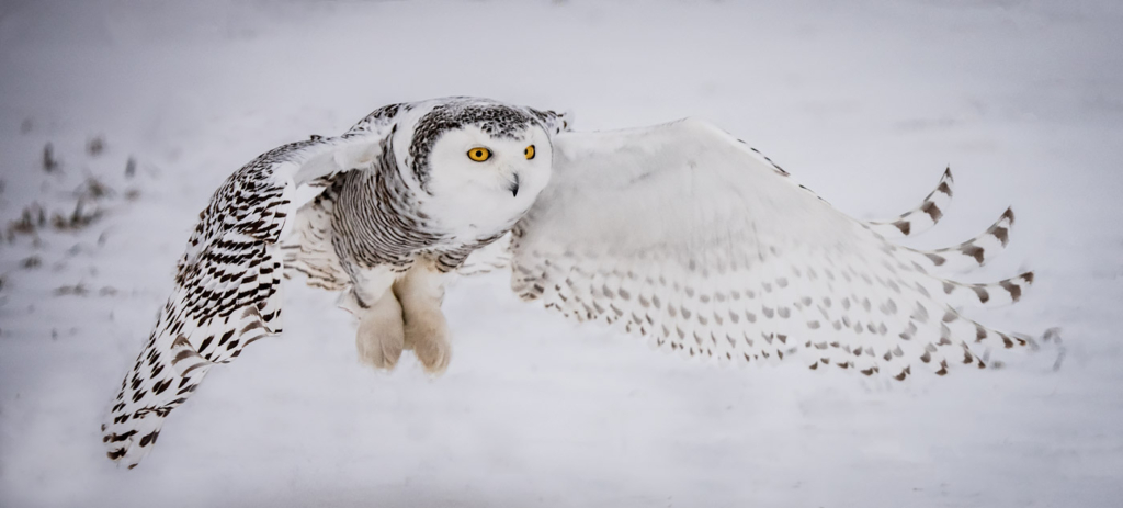Snowy Owl, Canada