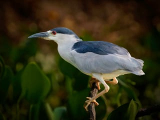 Black Crowned Night Heron